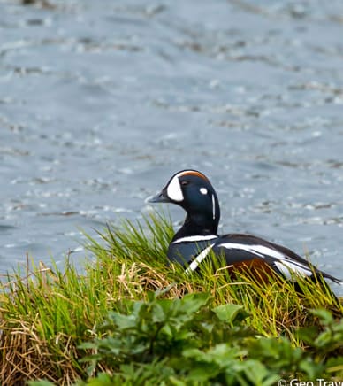 Birding Lake M Vatn Nature Reserve Geotravel Iceland