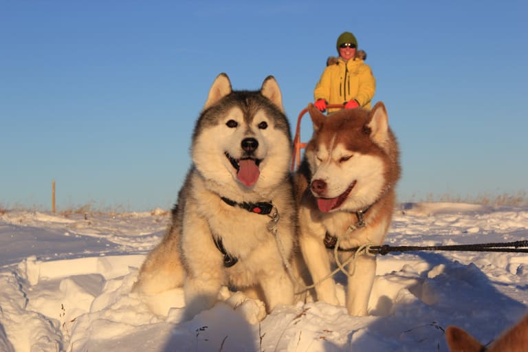 can you go dog sledding in iceland