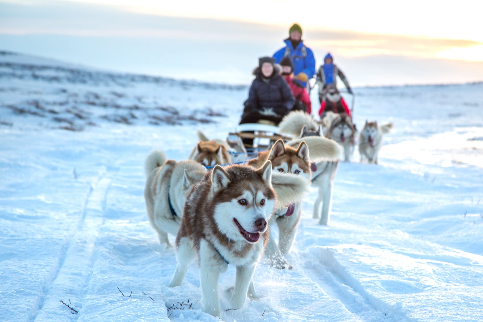 Dog Sledding Experience by Lake Mývatn | Geo Travel