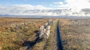 Dog sledding in Summer Mývatn